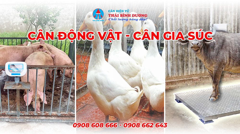 Cân động vật - Cân gia súc