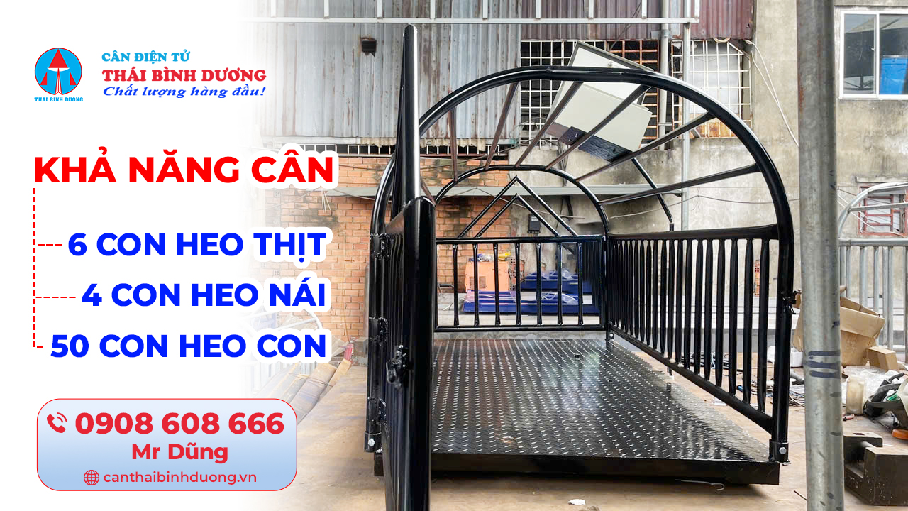 Khả năng cân heo 6 con