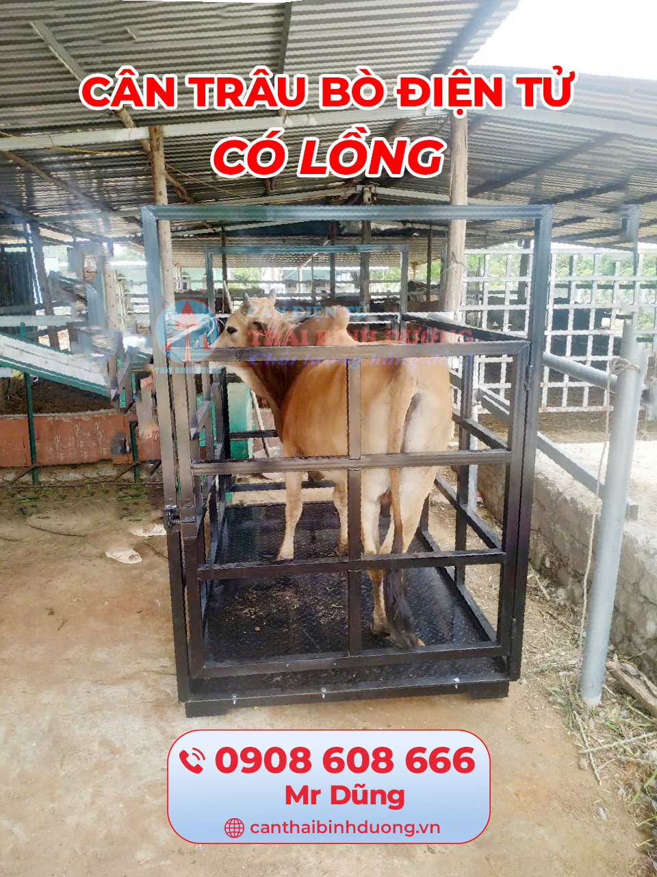 Cân trâu bò có lồng