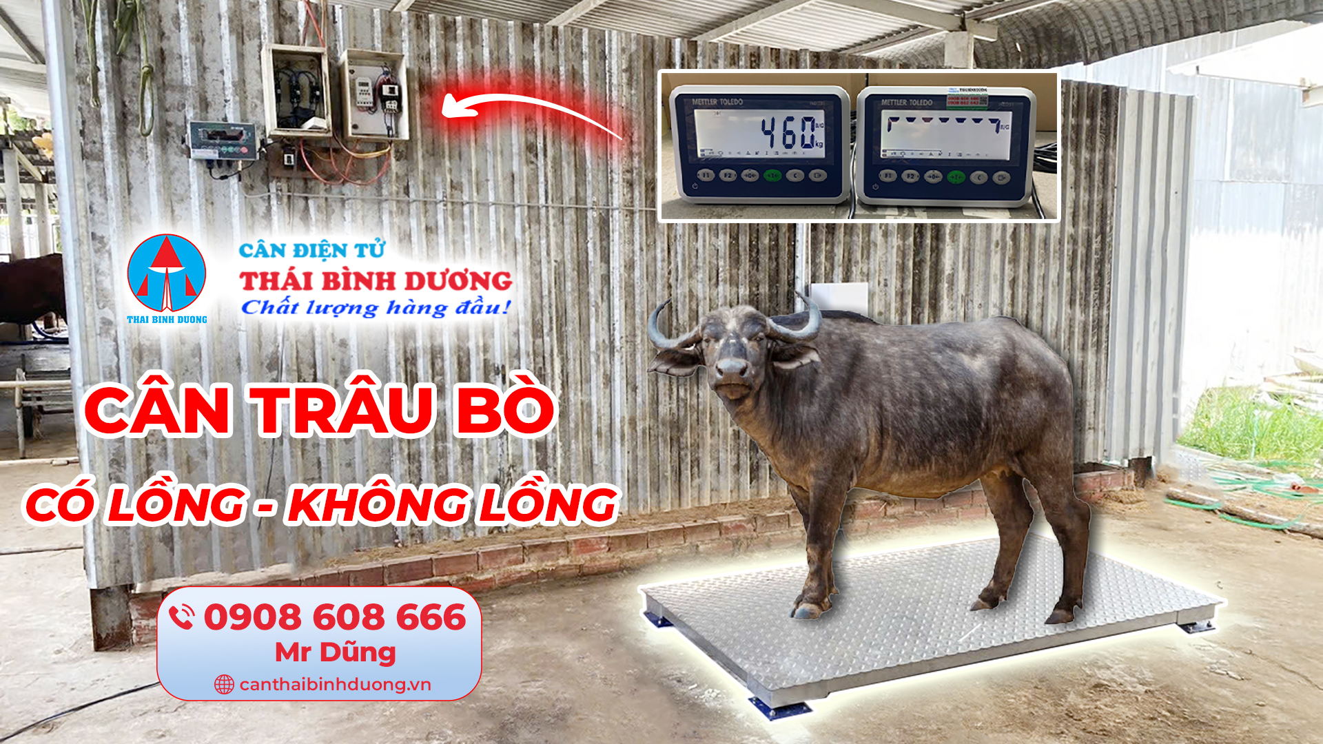 Cân trâu bò không lồng