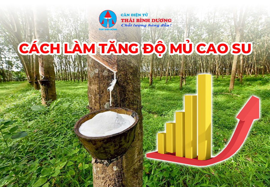 Cách làm tăng độ mủ cao su