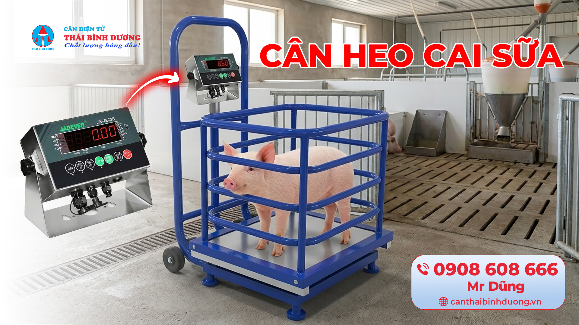CÂN TRỌNG LƯỢNG HEO CON CAI SỮA