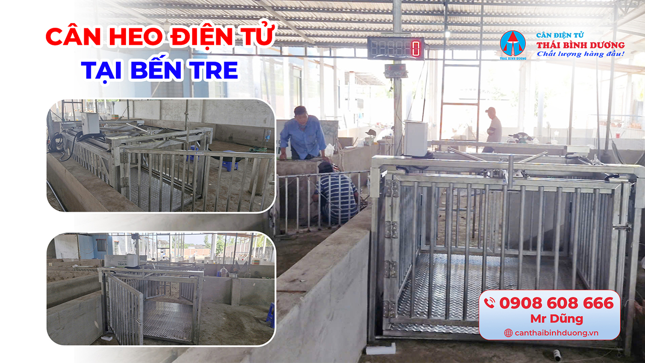 Cân Heo Điện Tử Tại Bến Tre