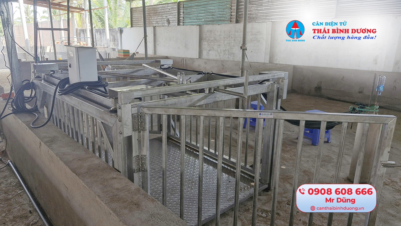 Cân heo điện tử tại Bến Tre 1